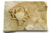 Fossil Crab (Potamon) Preserved in Travertine - Turkey #334789-3